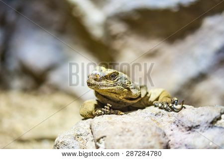 The Lizard (latin Name Sauromalus Obesus) On The Rock. Detail Of Reptile Animal