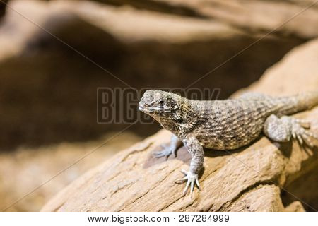 The Lizard (latin Name Sauromalus Obesus) On The Rock. Detail Of Reptile Animal