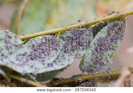 Pest - Aphis Craccivora Koch Destroying Plants