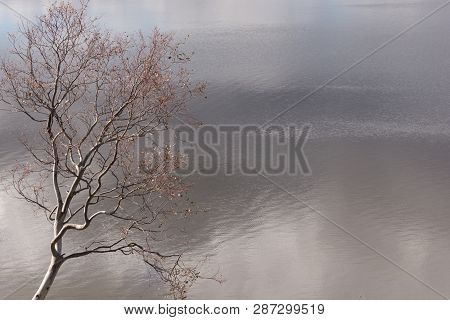 Tree Leaning Over Lake On An Overcast Day