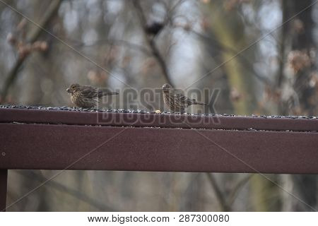 A Pair Of Two Female House Finches Eating Birdseed On A Backyard Deck Porch In Winter