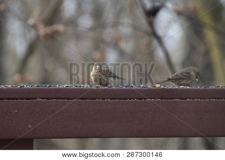 A Pair Of Two Female House Finches Eating Birdseed On A Backyard Deck Porch In Winter