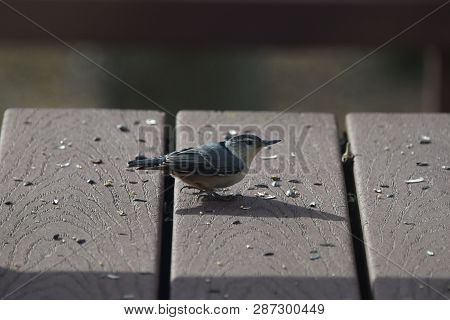 Nuthatcher Small Tiny Bird Eating Birdseed On A Backyard Deck Porch