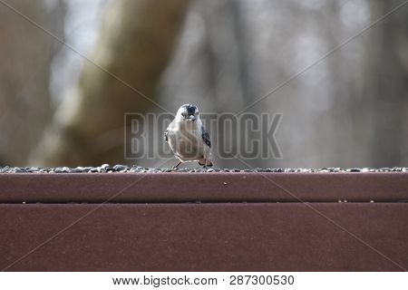 Nuthatcher Small Tiny Bird Eating Birdseed On A Backyard Deck Porch