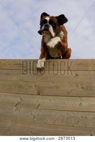 Boxer atlama