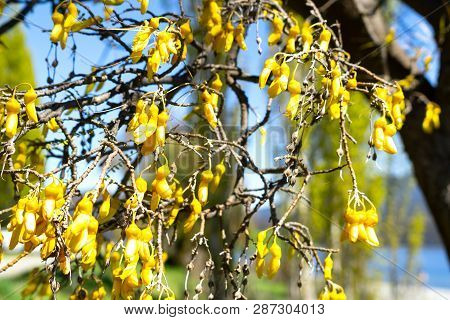 Kowhai Tree On Bloom Bright Yellow Flowers