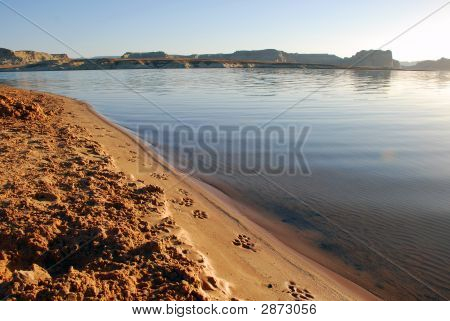 Pies drukuje na plaży