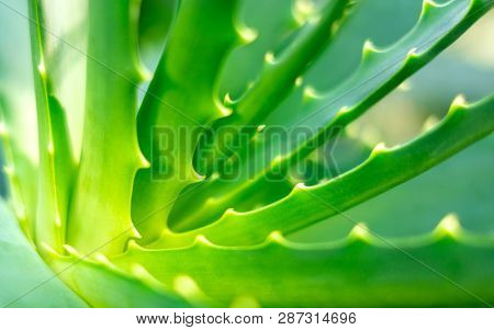 Close-up view of an Aloe Vera leavs