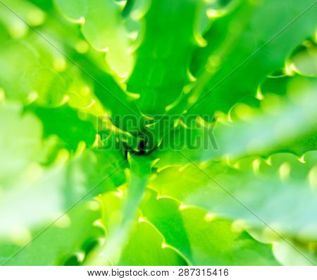 Close-up view of an Aloe Vera leavs