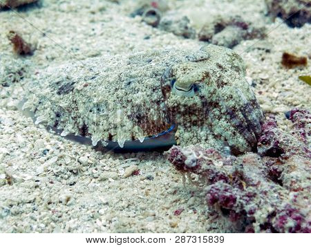 Cuttlefish Camouflaged In Coral Reef - Sipadan Island, Borneo