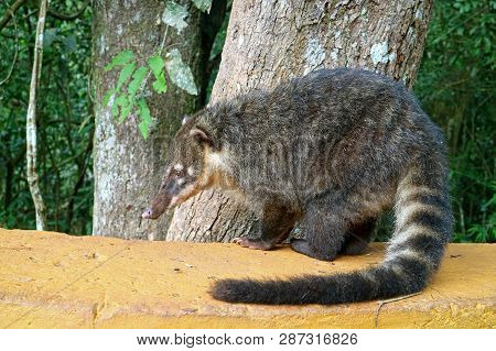 Coati, One Of Many Raccoon-like Creatures Found At Iguazu Falls National Park, Puerto Iguazu, Argent