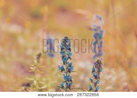 Summer Blueweed Flower Blossom