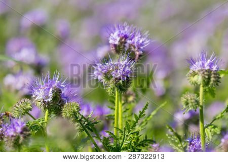 Phacelia Tanacetifolia Field, Countryside Scene. Phacelia Is Known By The Common Names Lacy Phacelia