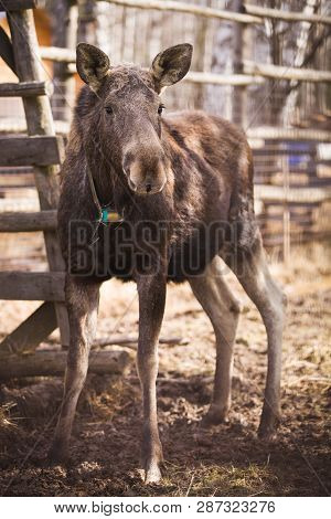 A Young Elk With Brown Hair Stands On The Territory Of The Reserve With A Gps Tracker Around Its Nec