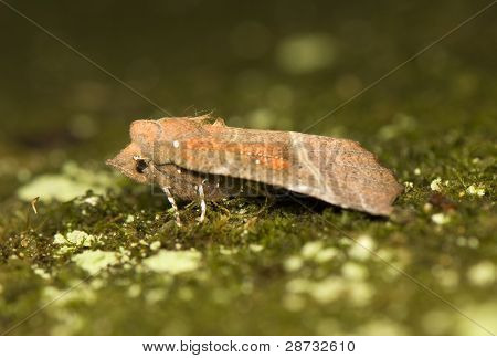 Scoliopteryx Libatrix