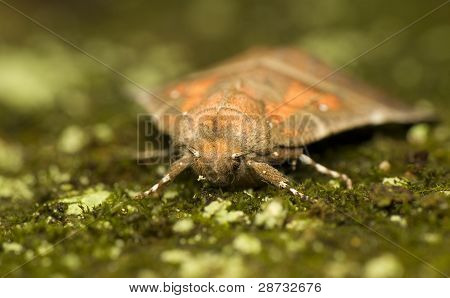 Scoliopteryx Libatrix