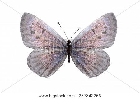 Butterfly Lycaenidae With White Wings And A Pink Shade. Isolated On White Background