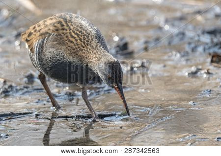 Water Rail Bird, Rallus Aquaticus Eating Dirt
