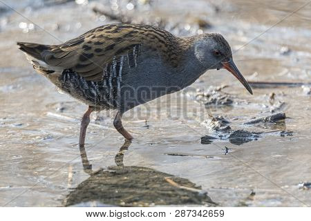 Water Rail Bird, Rallus Aquaticus Eating Dirt