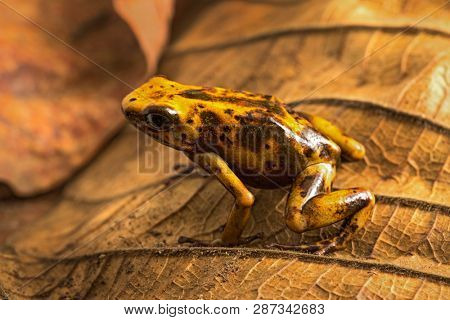 Dart frog Oophaga histrionica from the tropical rain forest of Colombia. A poisonous small jungle animal. 