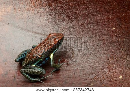 dart frog Ameerega bilinguis a small dendrobatidae from the tropical Amazon rain forest of Colombia and Ecuador;