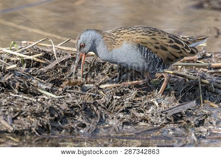 Water Rail Bird, Rallus Aquaticus Eating Dirt