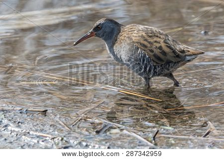 Water Rail Bird, Rallus Aquaticus Eating Dirt