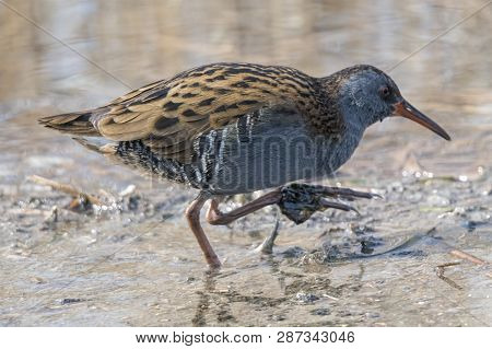 Water Rail Bird, Rallus Aquaticus Eating Dirt