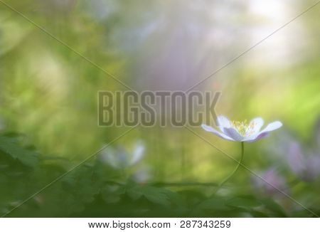 Wood anemone nemerosa, a macro of a spring forest wild flower. Wildflower close up with soft focus and nice bkeh background with copy spaca.