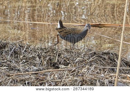 Water Rail Bird, Rallus Aquaticus