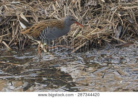 Water Rail Bird, Rallus Aquaticus