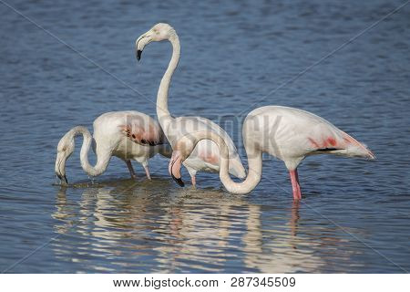 Group Of Pink Flamingos (phoenicopterus Roseus) In The Natural Park Of The Marshes Of Ampurdán, Giro