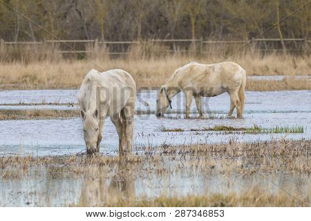 Horses Of The Camargue In The Natural Park Of The Marshes Of Ampurdán, Girona, Catalonia, Spain