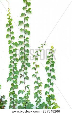 green ivy isolated on a white background.