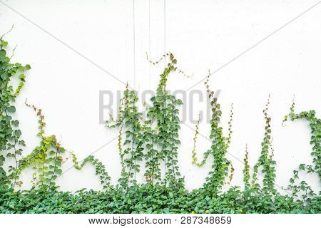 green ivy isolated on a white background.