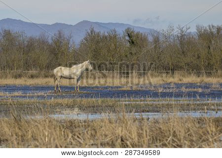 Horses Of The Camargue In The Natural Park Of The Marshes Of Ampurdán, Girona, Catalonia, Spain
