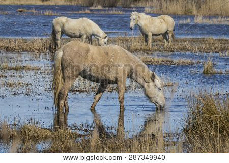 Horses Of The Camargue In The Natural Park Of The Marshes Of Ampurdán, Girona, Catalonia, Spain