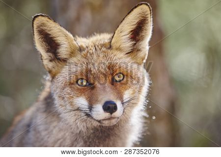 Fox Head With Geen Background. Wildlife In The Forest. Animal