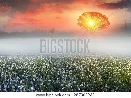 Wild Daffodils