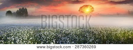 Wild Daffodils