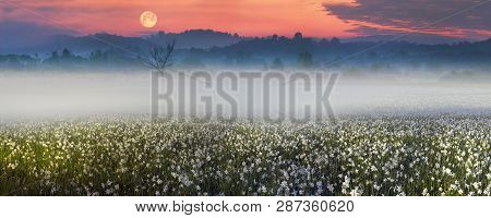 Narcissus At Dawn