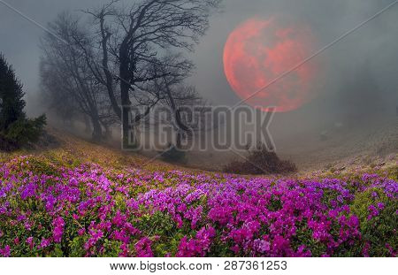 Blooming Rhododendrons Among Alpine