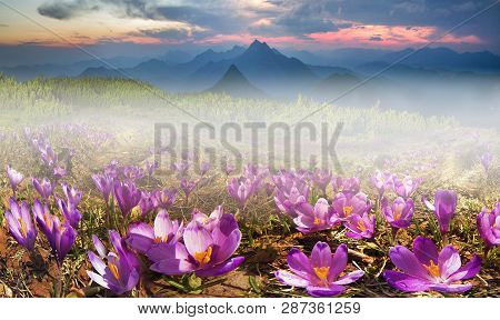 Solar Flower- Crocuses