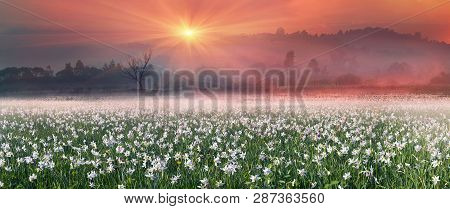 Daffodils At Sunrise