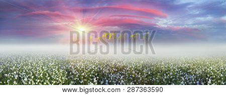 Narcissus At Dawn
