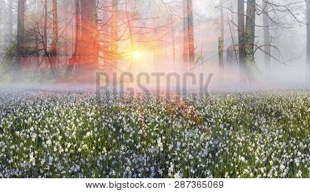 Narcissus At Dawn