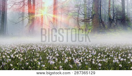 Daffodils At Sunrise