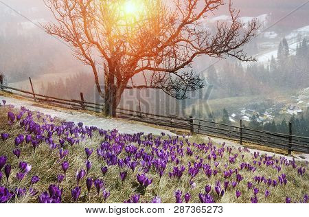In March-april After A Winter