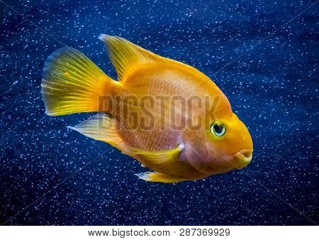 Red Parrot Aquarium Fish In Blue Water.