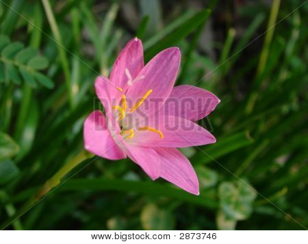 Blomst